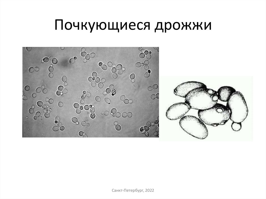 Почкующиеся дрожжи