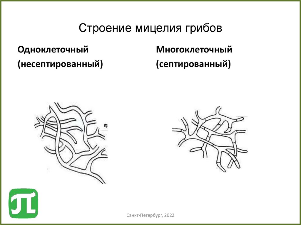 Строение мицелия грибов