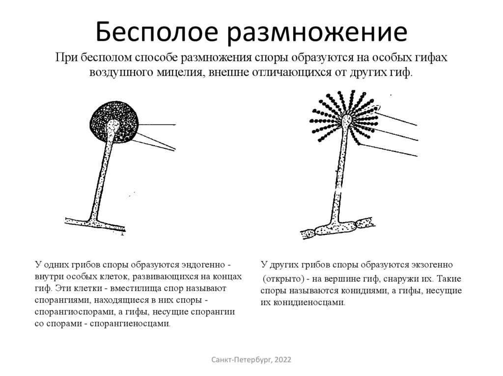 Бесполое размножение При бесполом способе размножения споры образуются на особых гифах воздушного мицелия, внешне отличающихся