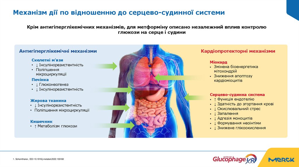 Механізм дії по відношенню до серцево-судинної системи