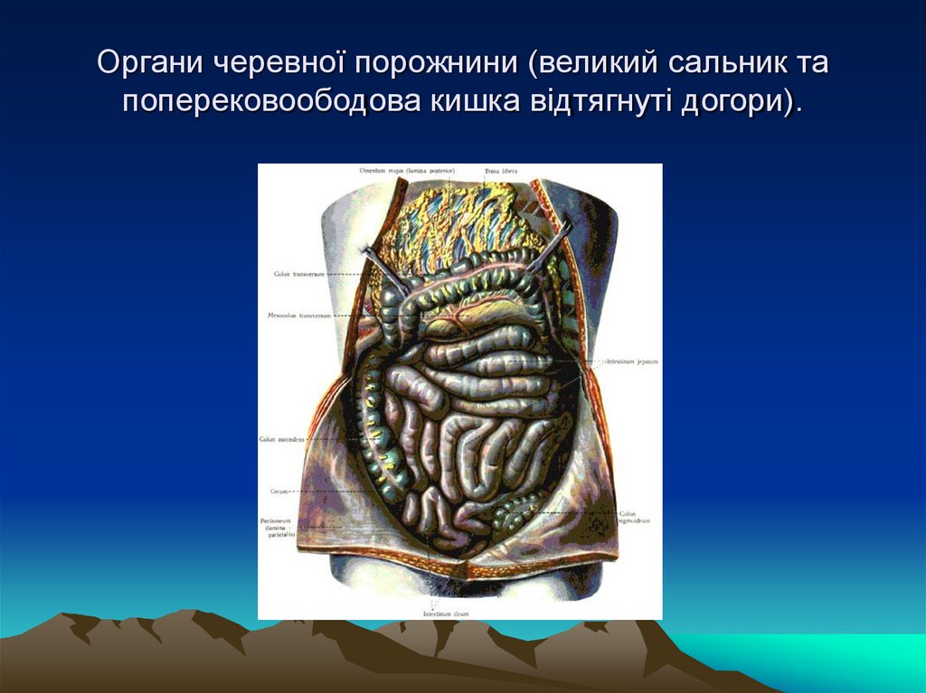 Органи черевної порожнини (великий сальник та поперековоободова кишка відтягнуті догори).