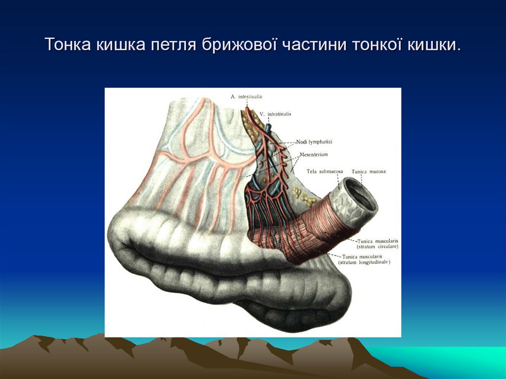 Тонка кишка петля брижової частини тонкої кишки.