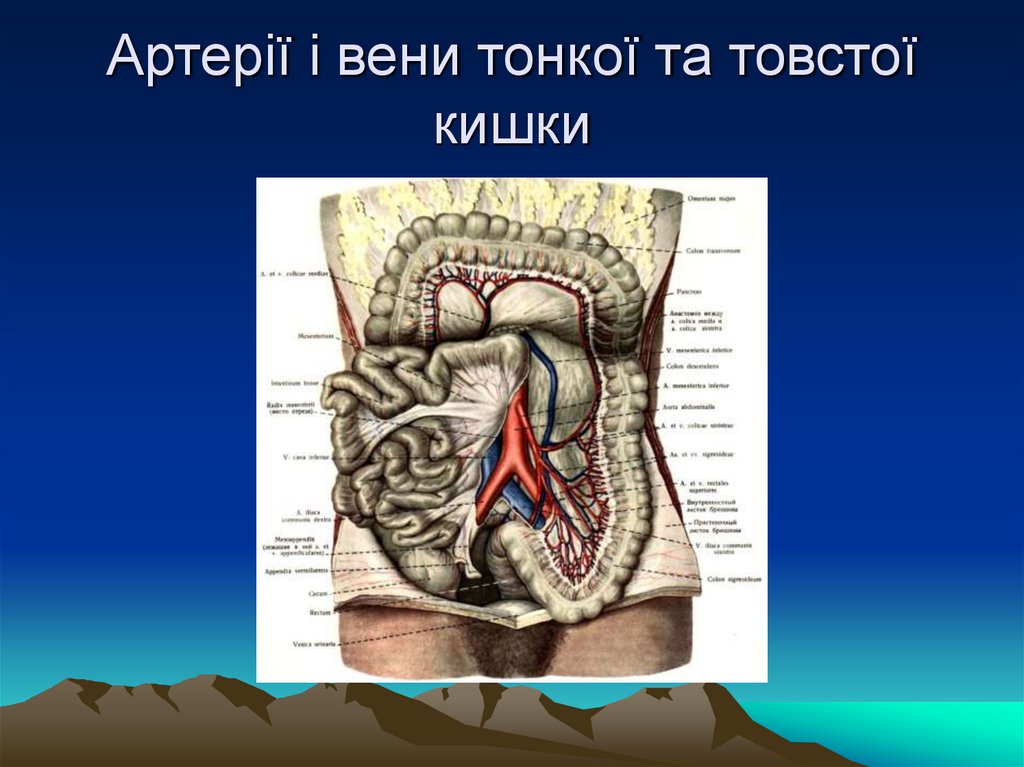 Артерії і вени тонкої та товстої кишки