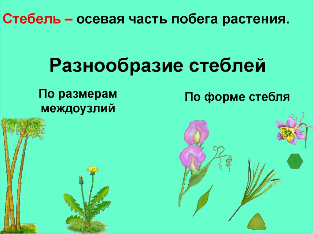 Разнообразие стеблей