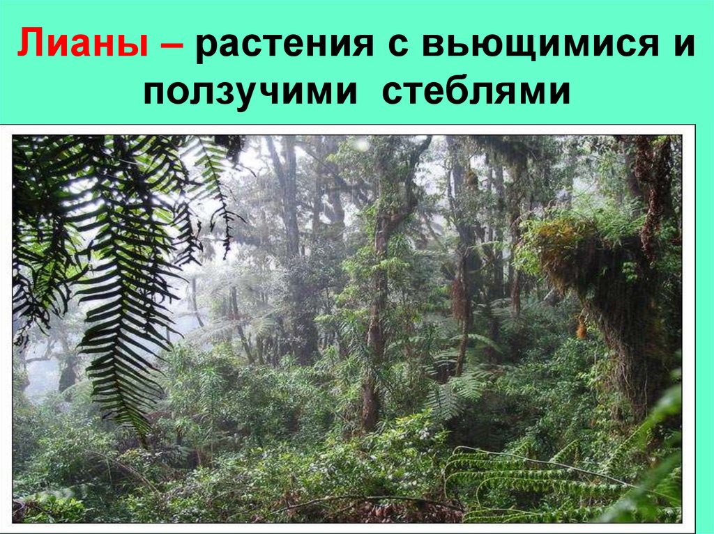 Лианы – растения с вьющимися и ползучими стеблями