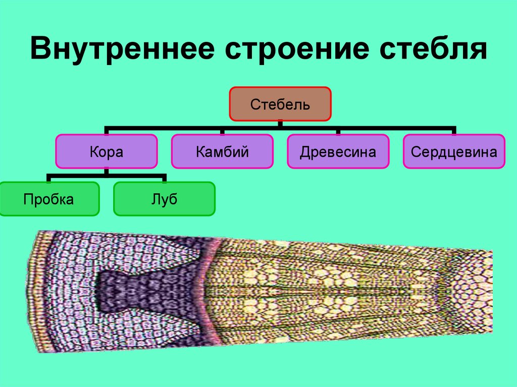 Внутреннее строение стебля