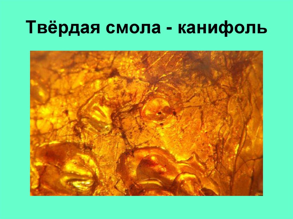 Твёрдая смола - канифоль