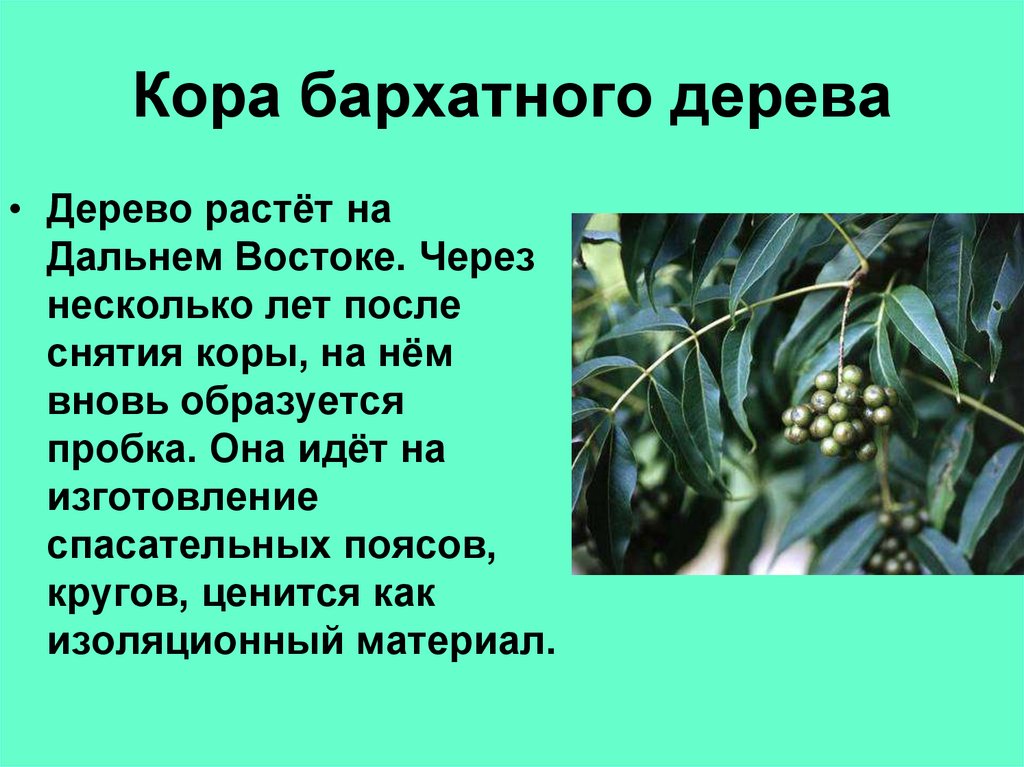 Кора бархатного дерева