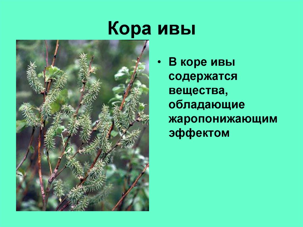 Кора ивы