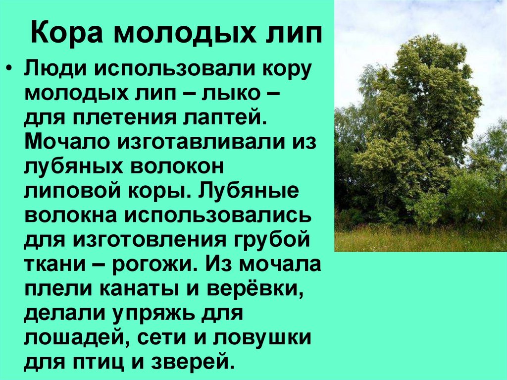 Кора молодых лип