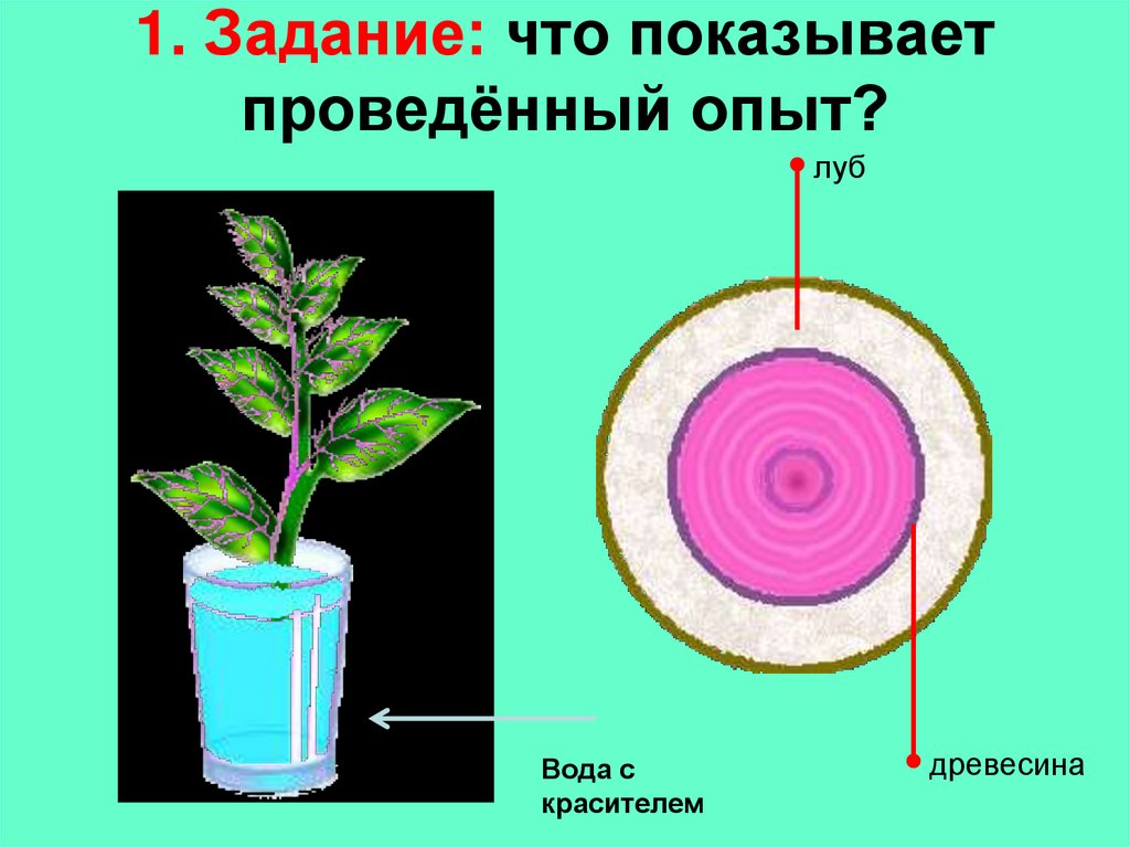 1. Задание: что показывает проведённый опыт?