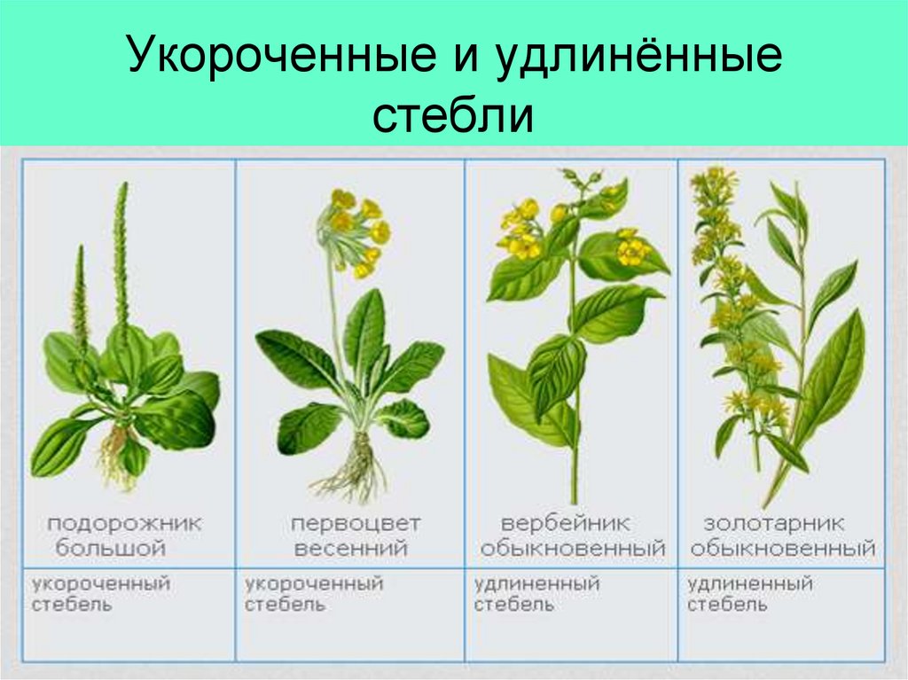 Укороченные и удлинённые стебли