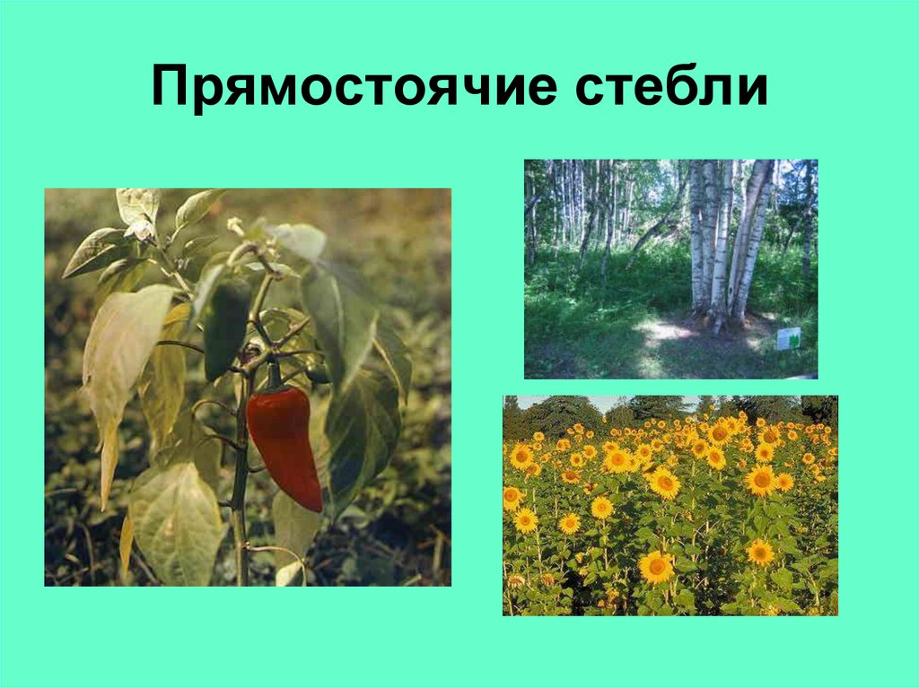 Прямостоячие стебли