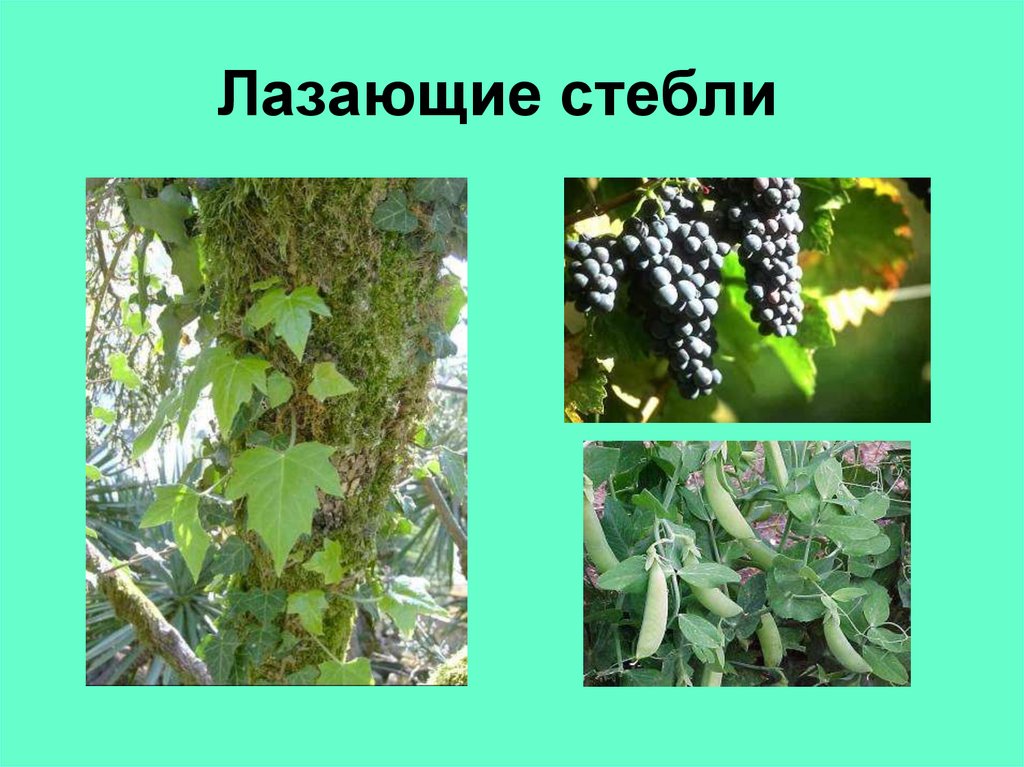 Лазающие стебли