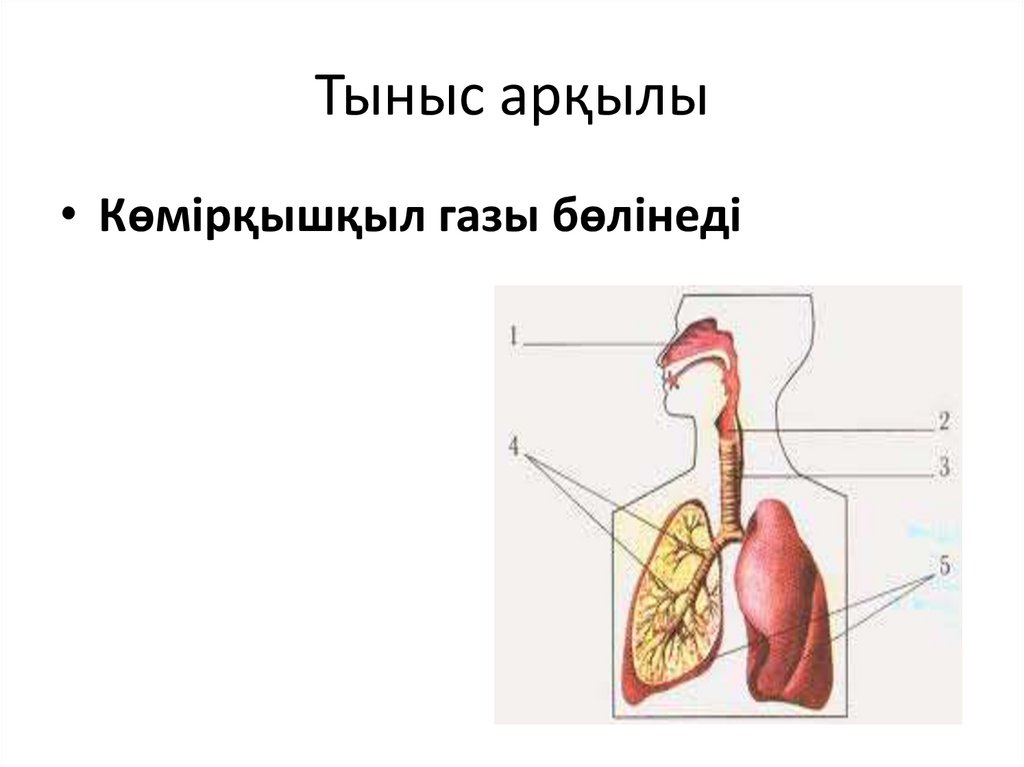 Тыныс арқылы