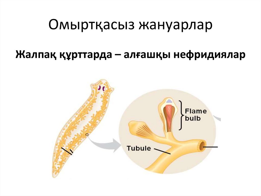 Омыртқасыз жануарлар