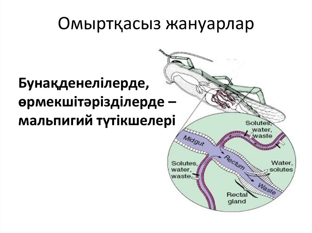 Омыртқасыз жануарлар