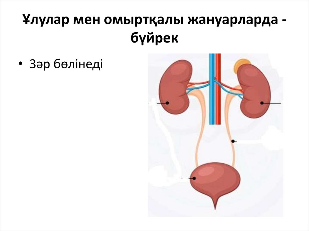 Ұлулар мен омыртқалы жануарларда - бүйрек