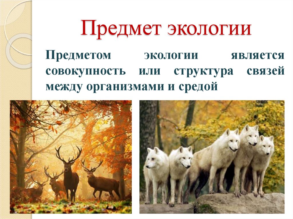 Предмет экологии