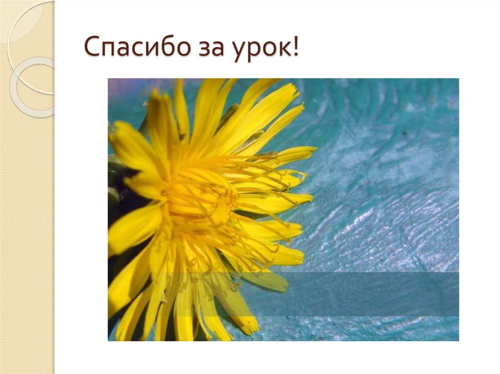 Спасибо за урок!