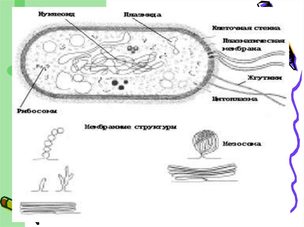 Прокариоты и эукариоты