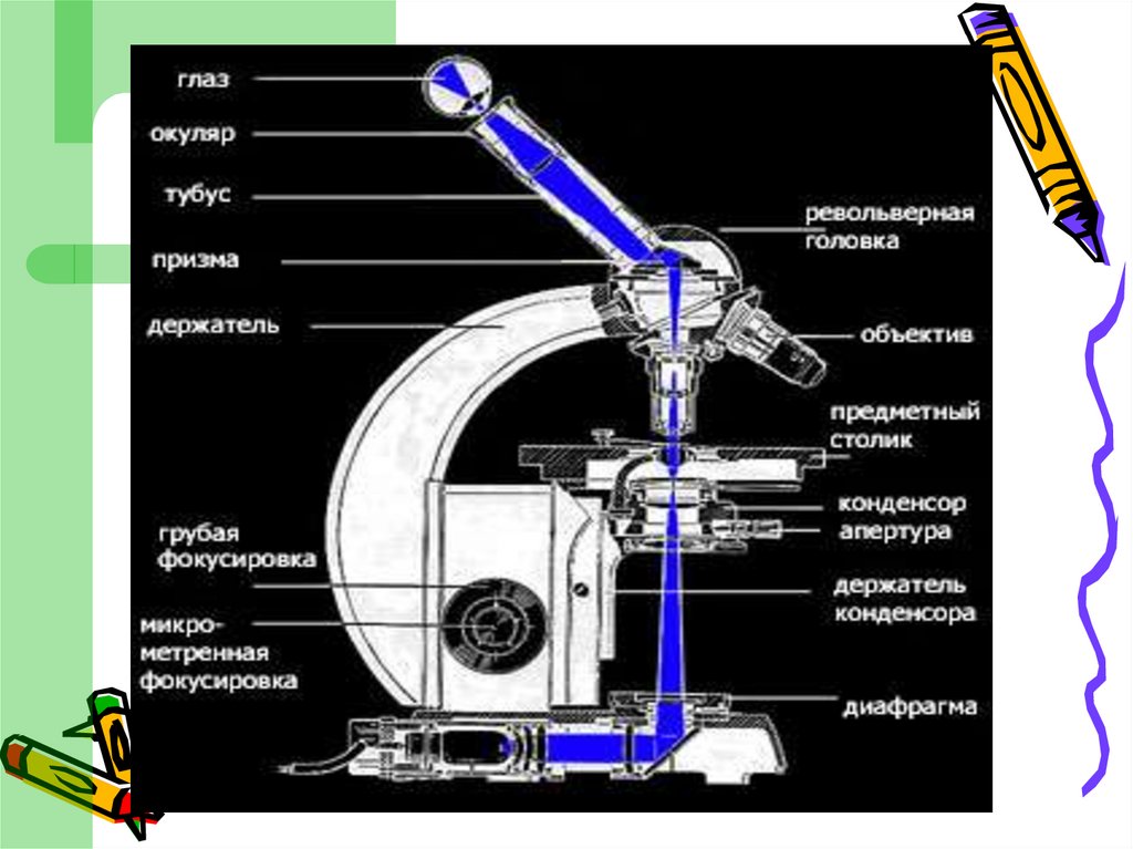Методы изучения клетки