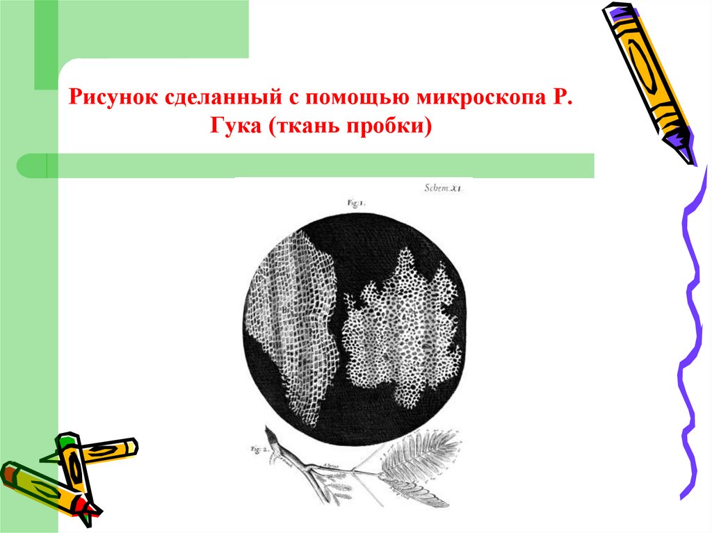 Рисунок сделанный с помощью микроскопа Р. Гука (ткань пробки)