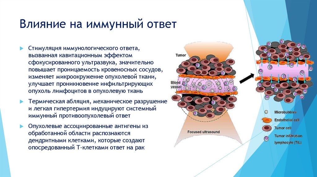 Влияние на иммунный ответ