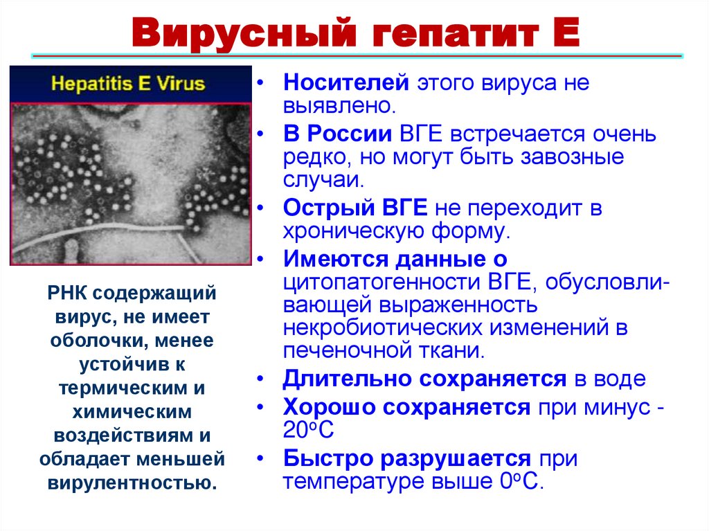 Вирусный гепатит Е