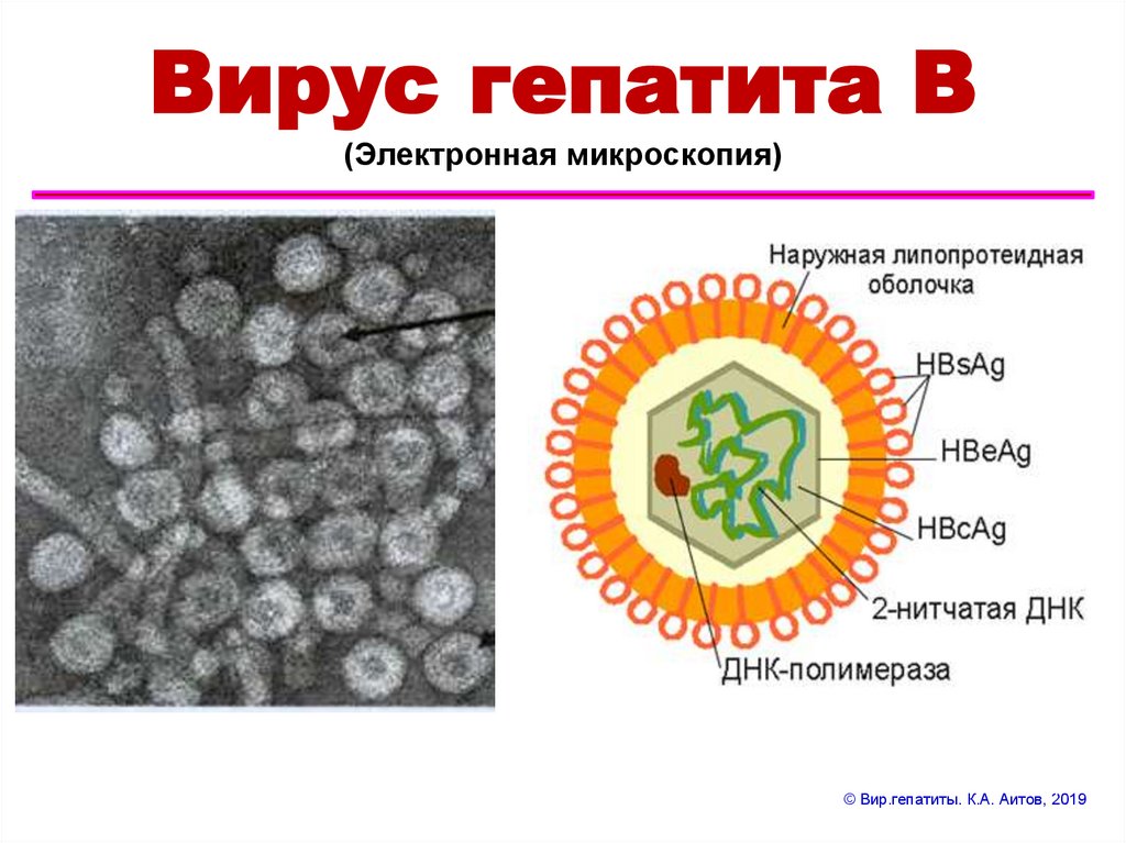 Структура вируса В