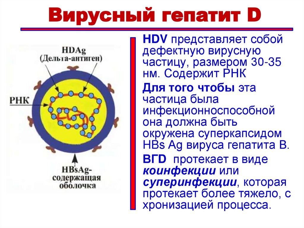 ВГВ. Хронизация инфекции
