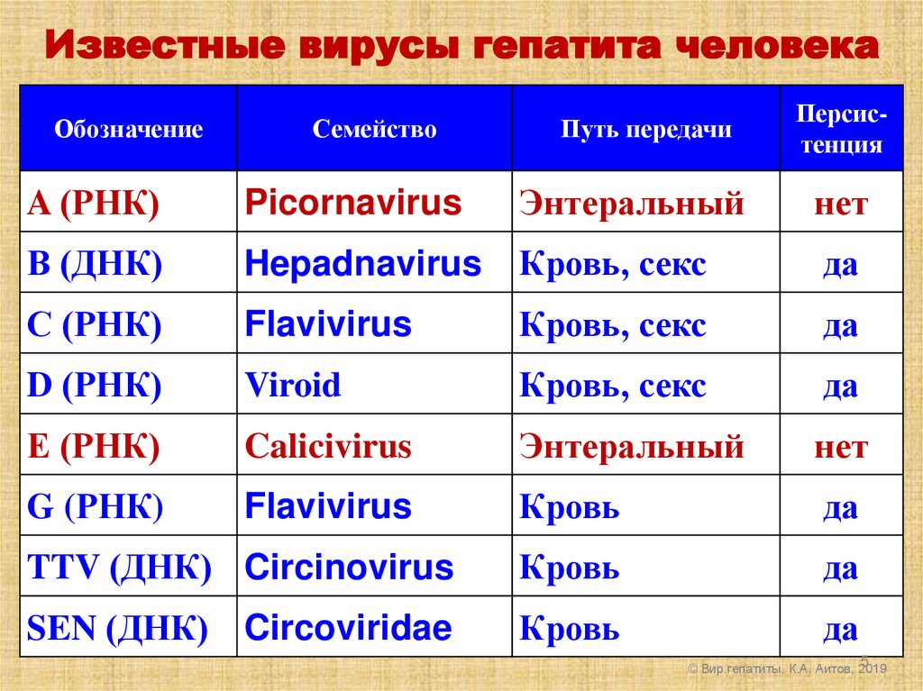 Известные вирусы гепатита человека