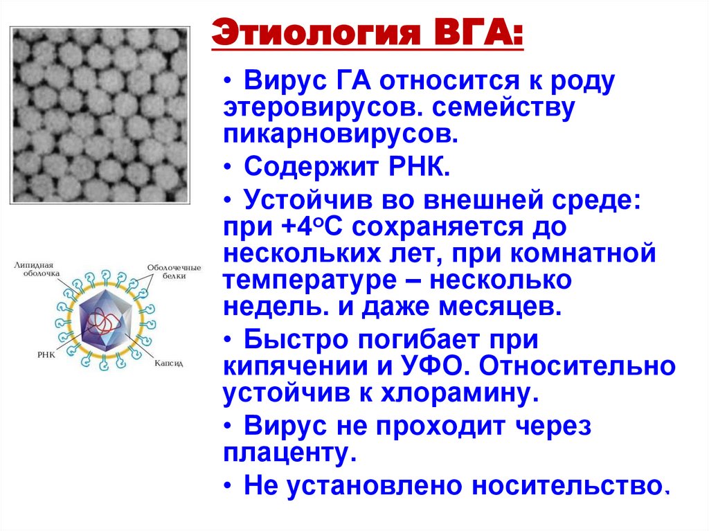 Этиология ВГА: