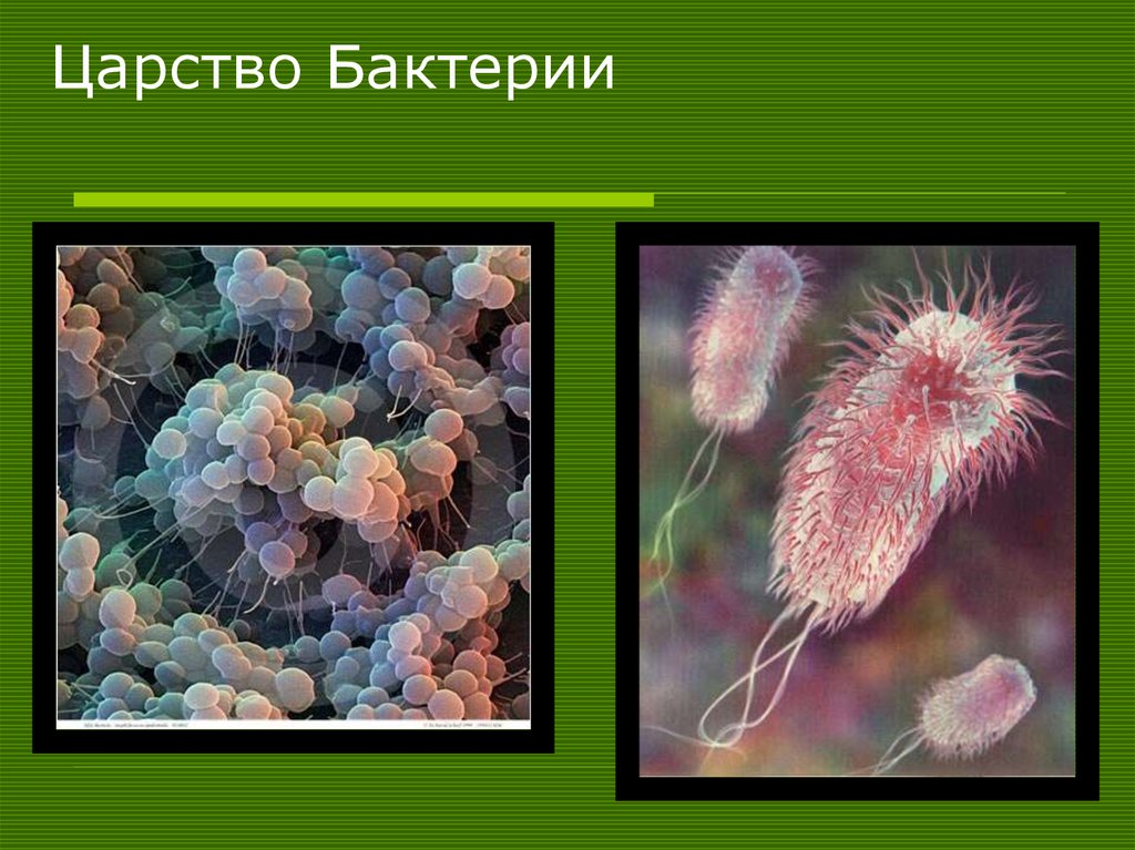 Царство Бактерии