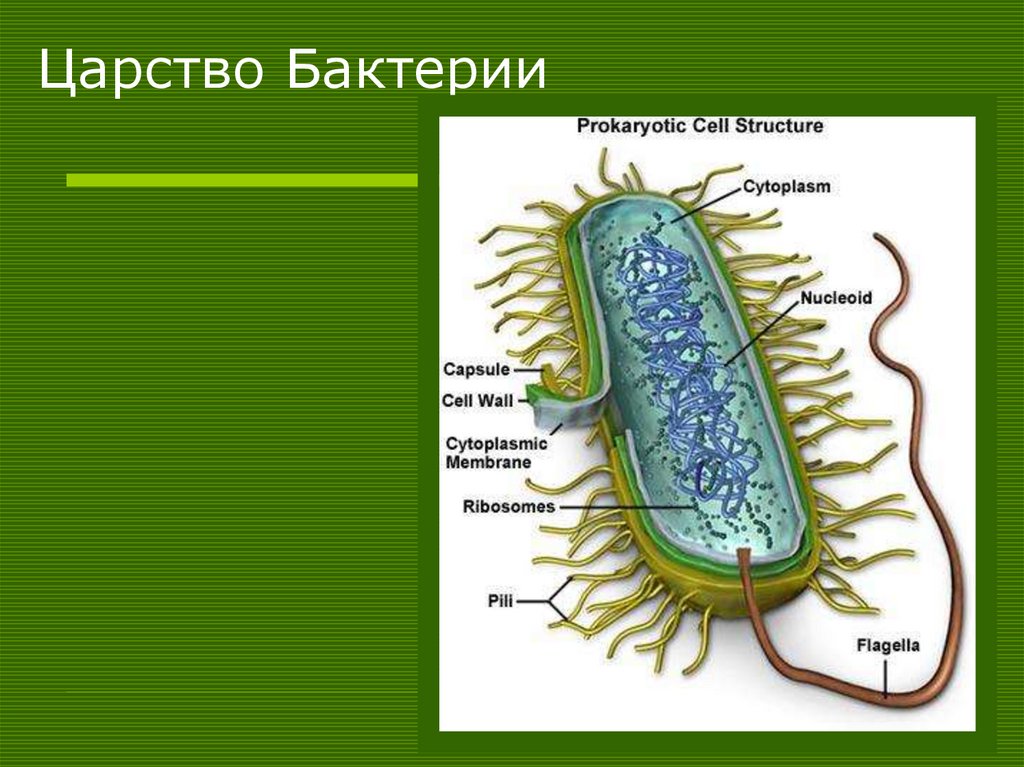 Царство Бактерии