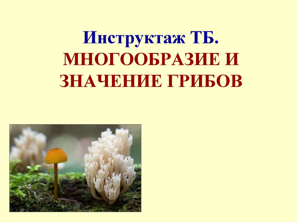 Инструктаж ТБ. МНОГООБРАЗИЕ И ЗНАЧЕНИЕ ГРИБОВ