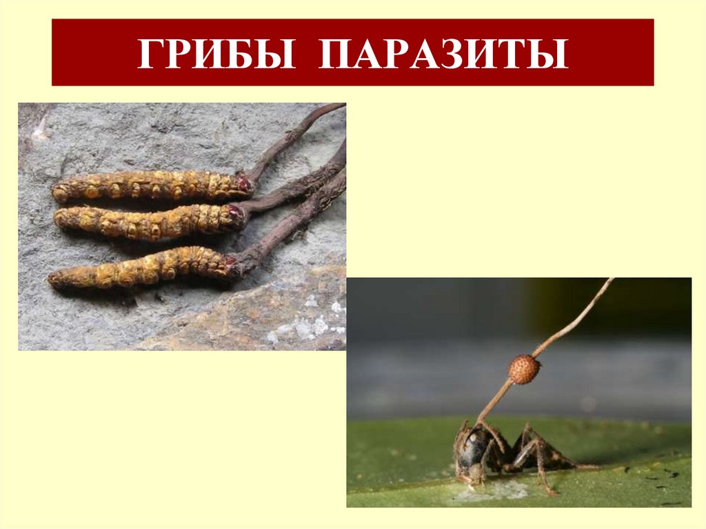 ГРИБЫ ПАРАЗИТЫ