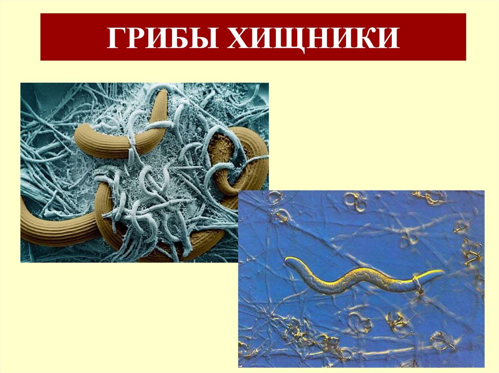 ГРИБЫ ХИЩНИКИ