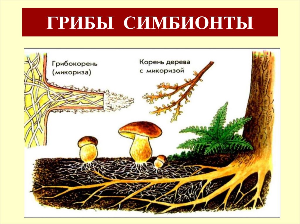 ГРИБЫ СИМБИОНТЫ