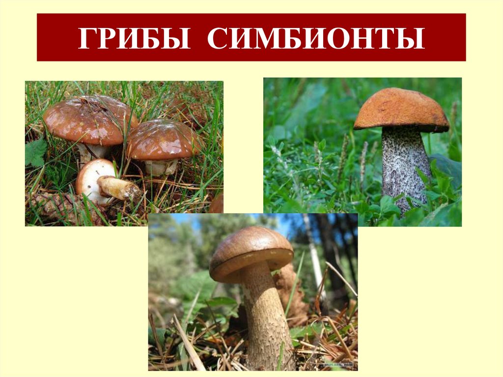 ГРИБЫ СИМБИОНТЫ
