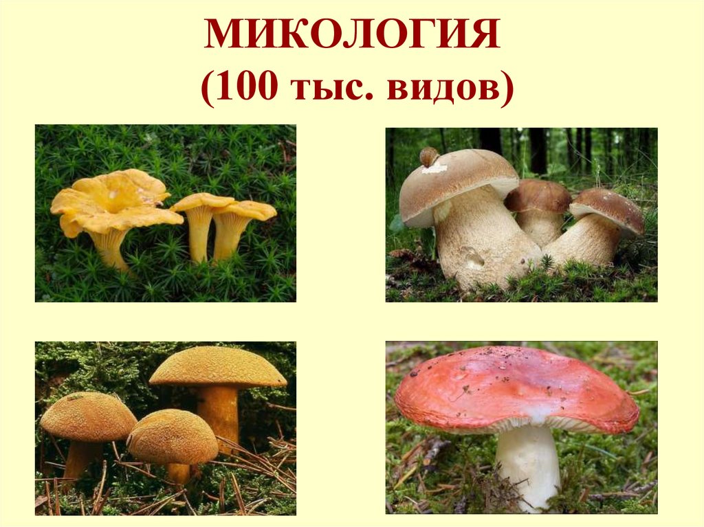 МИКОЛОГИЯ (100 тыс. видов)