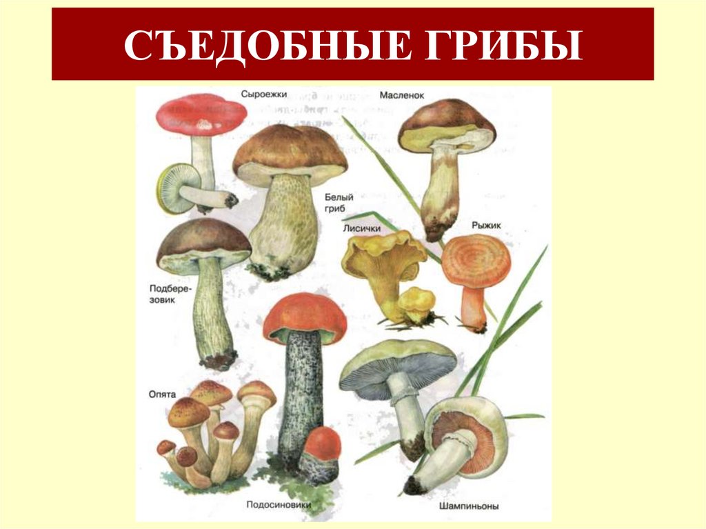СЪЕДОБНЫЕ ГРИБЫ