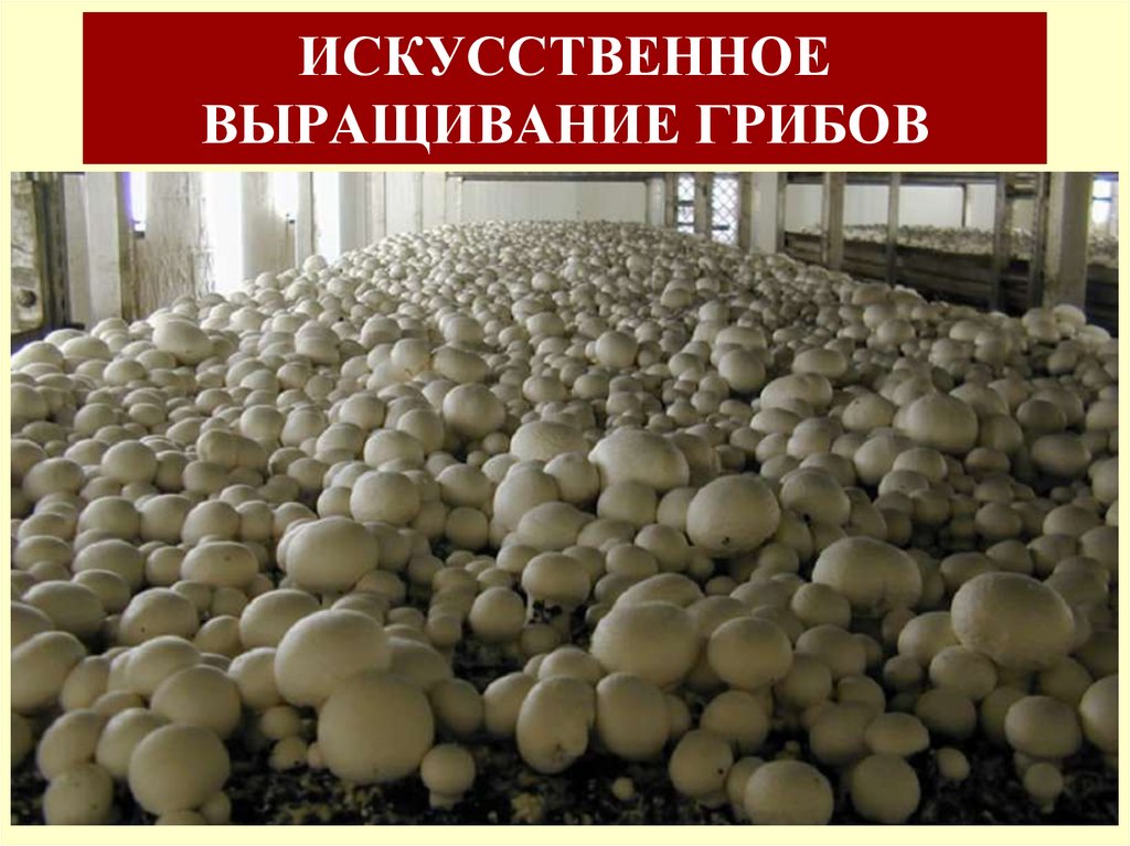 ИСКУССТВЕННОЕ ВЫРАЩИВАНИЕ ГРИБОВ