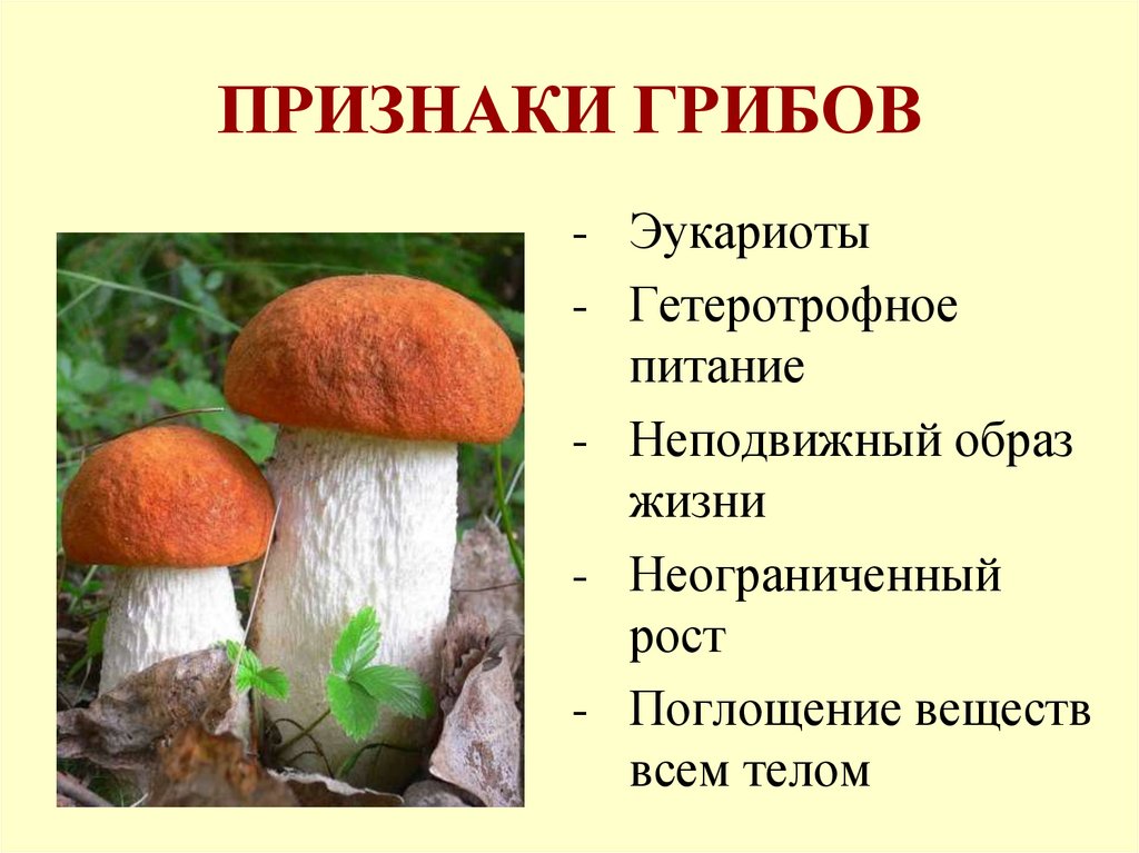 ПРИЗНАКИ ГРИБОВ