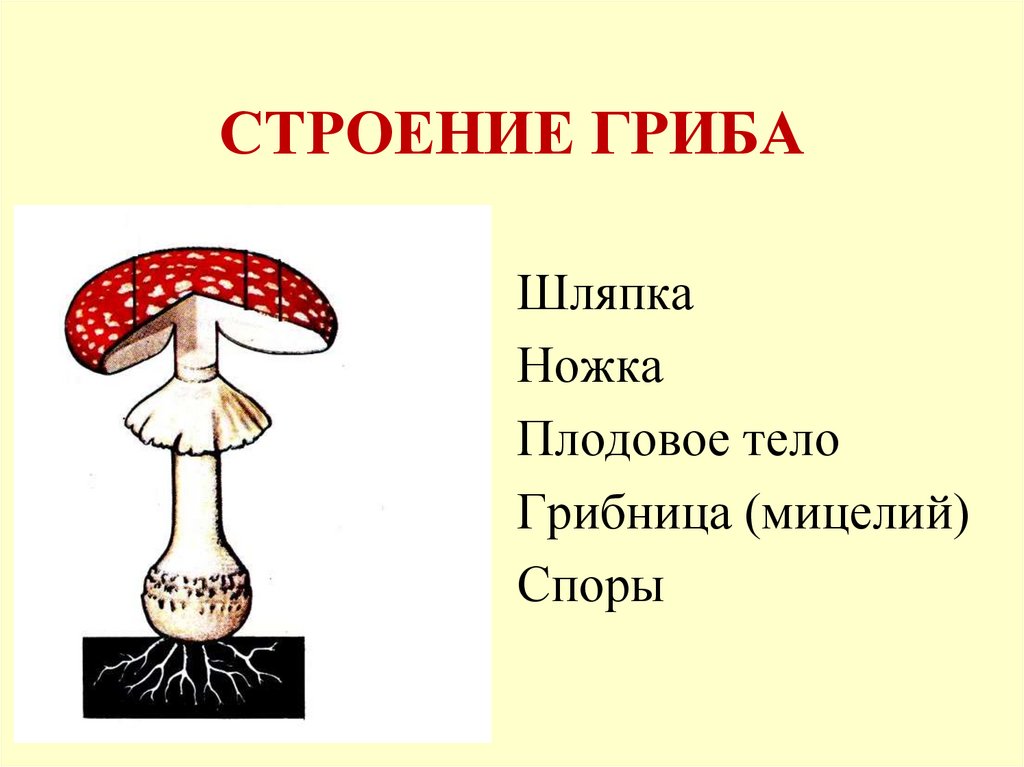 СТРОЕНИЕ ГРИБА