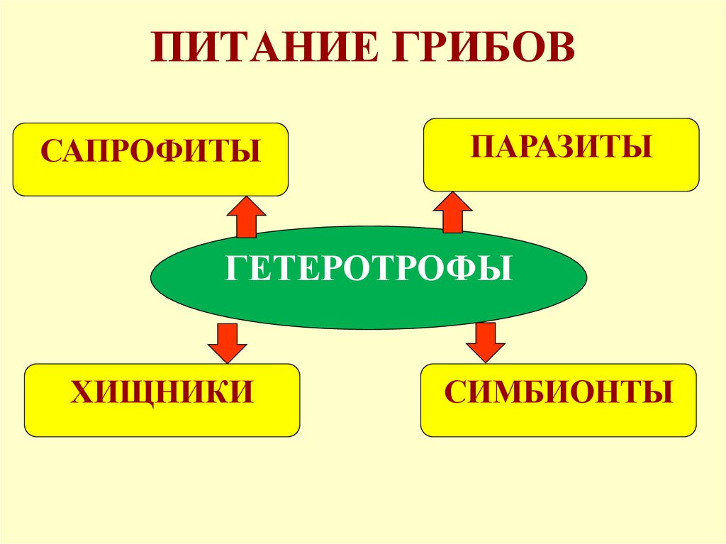 ПИТАНИЕ ГРИБОВ