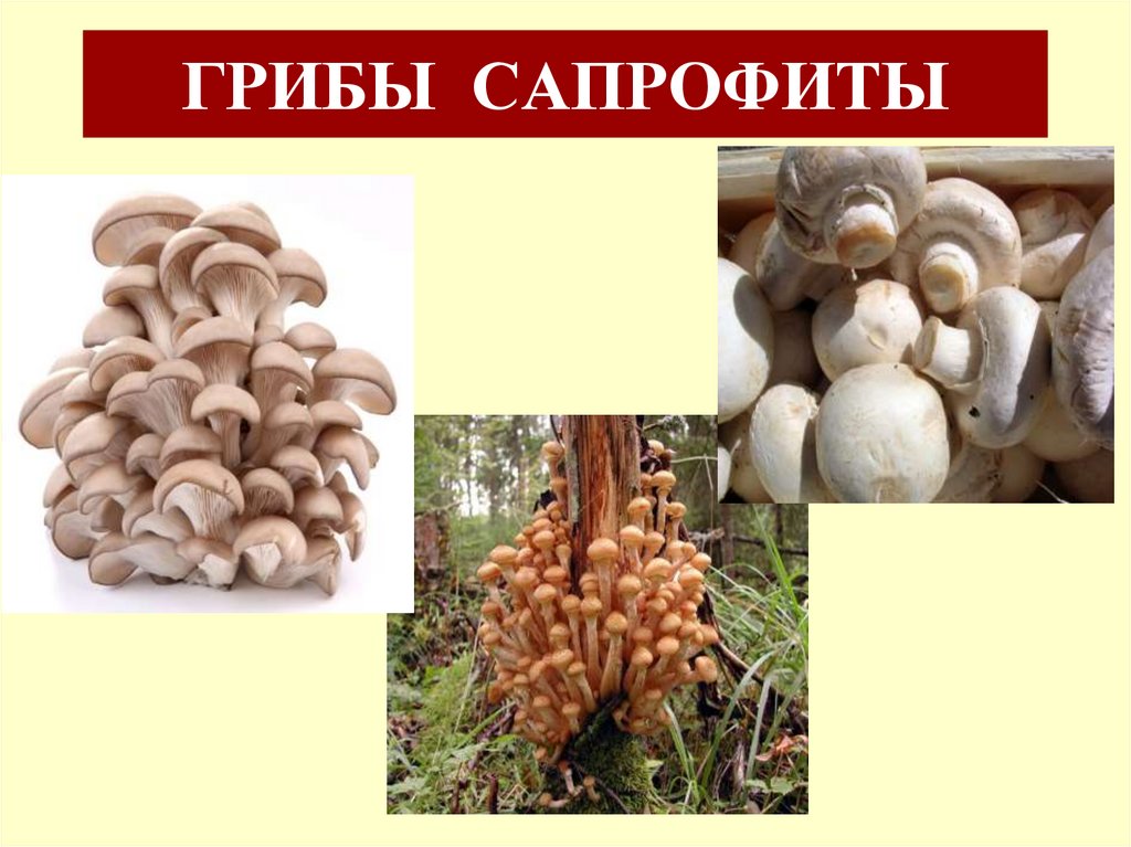 ГРИБЫ САПРОФИТЫ