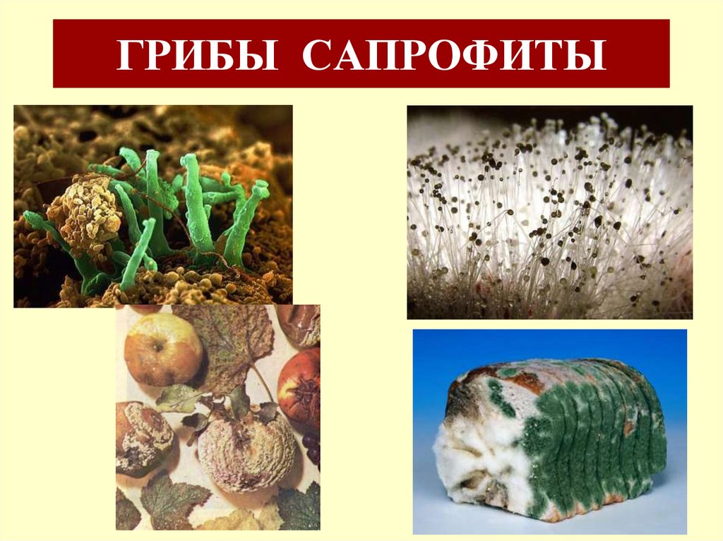 ГРИБЫ САПРОФИТЫ