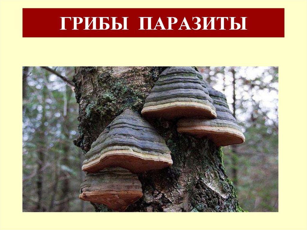 ГРИБЫ ПАРАЗИТЫ