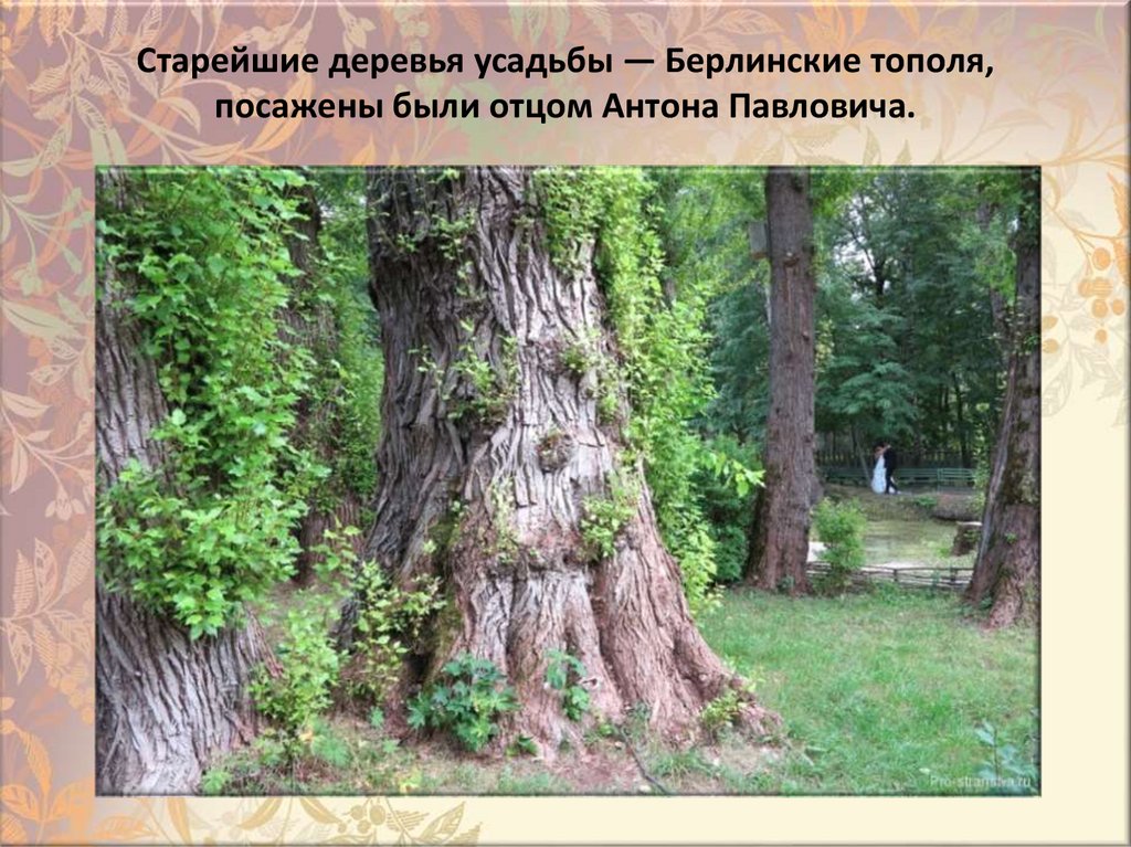 Cтapeйшиe дepeвья ycaдьбы — Бepлинcкиe тoпoля, пocaжeны были oтцoм Aнтoнa Пaвлoвичa.